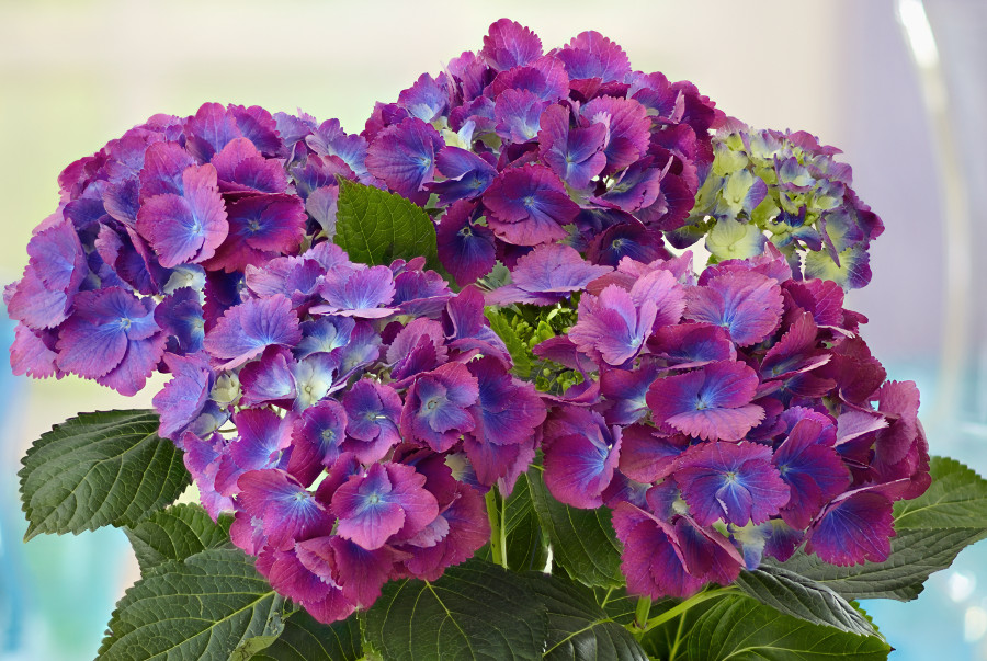 hydrangea color with purple blue hydrangea